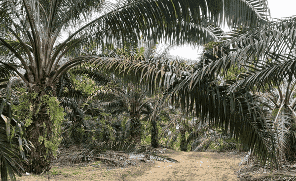 LEMBAH BERINGIN AREA - KUALA KALUMPANG, HULU SELANGOR